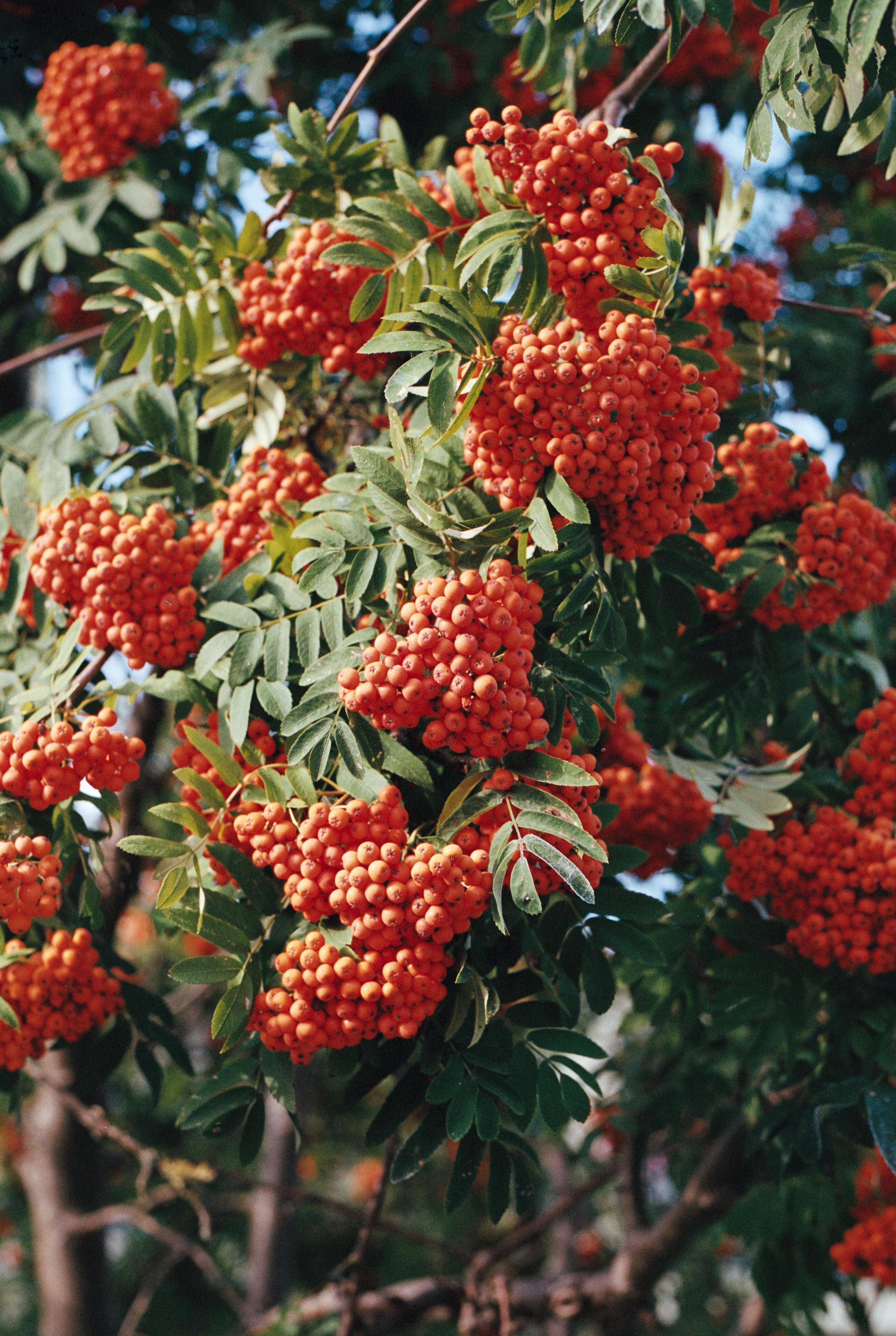 Дерево рябины