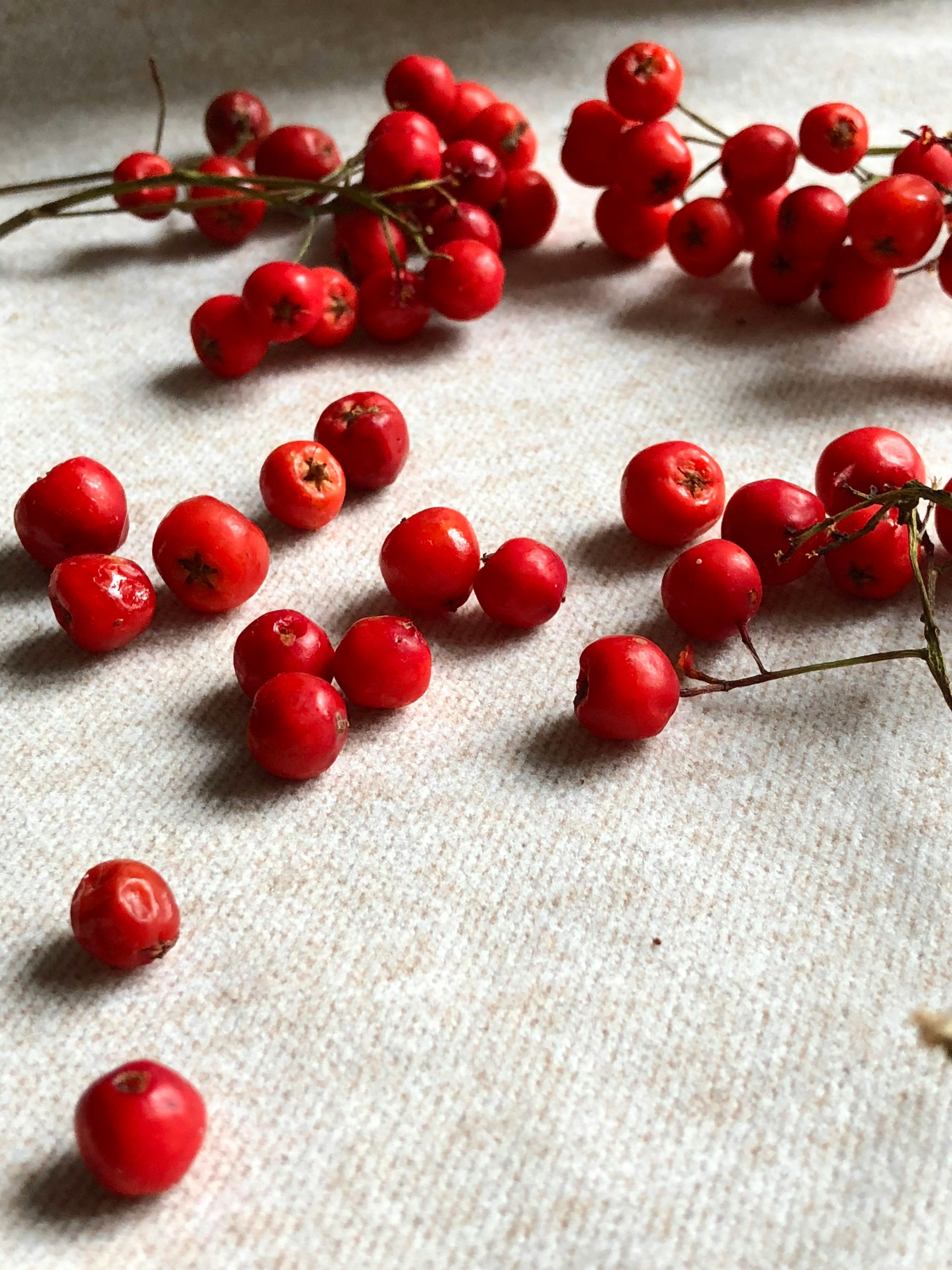 Ягоды рябины